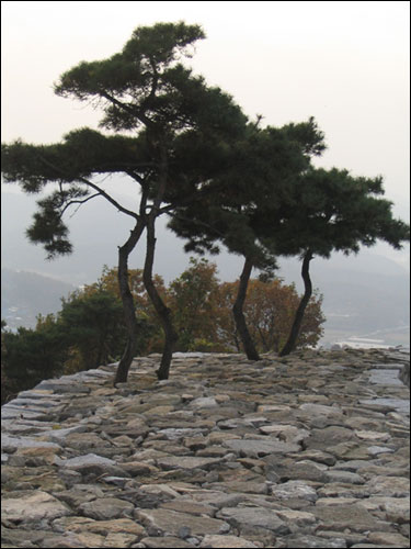 성벽 위에서 자라고 있는 소나무. 